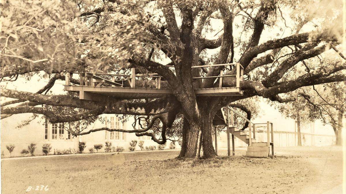 This undated photograph of the Friendship Oak and its platform where poet Vachel Lindsay taught in 1923-24 was taken when the Long Beach college campus was Gulf Park By The Sea. Today it is a Mississippi Coast campus of University of Southern Mississippi and  no longer has a platform, the last one destroyed in Hurricane Katrina.
