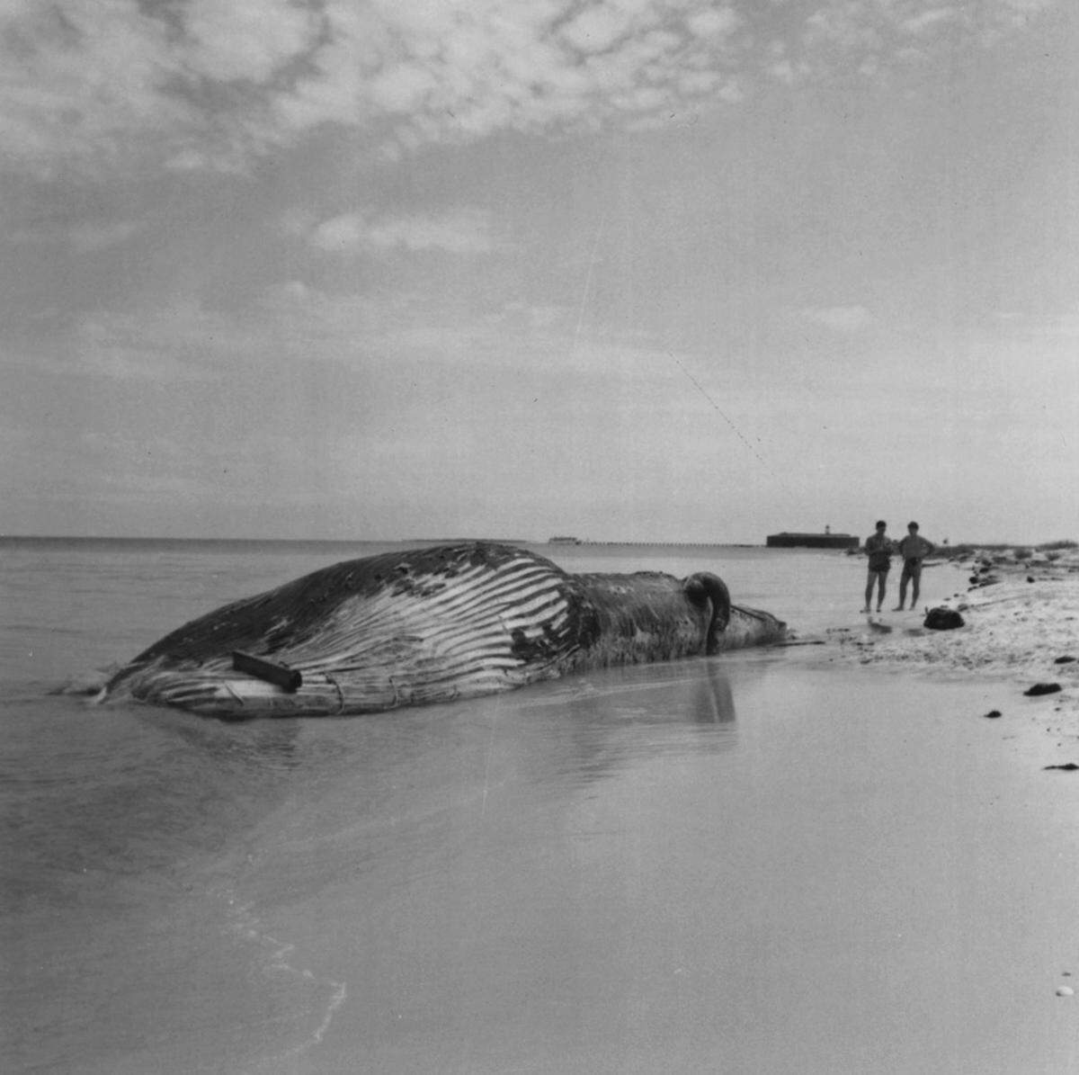 Mississippi Gulf Coast Community College C.C. Tex Hamill Down South Magazine Collection Islands and Lighthouses (Ship Island) Harrison County Ship Island 17-3-20 See Down South May/June 1967 page 20 for photo and caption. ”The 45-foot dead whale on Ship Island with Fort Massachusetts in distance.” Glassine sleeve date: 15 April 1967