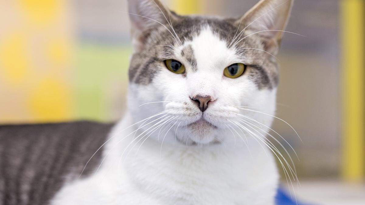 Siku (30504518), a 5-year-old male, neutered domestic shorthair mix, is the featured pet of the week for the Humane Society of South Mississippi, 2615 U.S. 49, Gulfport. For details about adopting a pet, call 863-3354 or check out hssm.org. All animals adopted through HSSM are spayed/neutered, given shots and are microchipped. Other pets are also available at the Hancock County Animal Shelter, 7175 Texas Flat Road, Kiln, 466-4516, or the Jackson County Animal Shelter, 4400 Audubon Drive, Gautier, 497-6350. Contact each shelter for adoption fees.