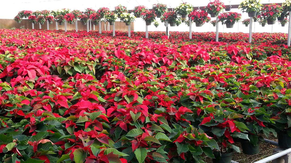 GARY BACHMAN/MISSISSIPPI STATE UNIVERSITY EXTENSION SERVICEPoinsettias are sensitive to wet feet and root rot will set in quickly. Do not overwater them.