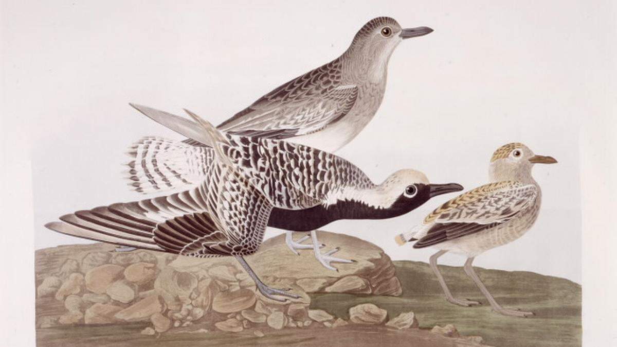 JOHN JAMES AUDUBON/TORONTO PUBLIC LIBRARY