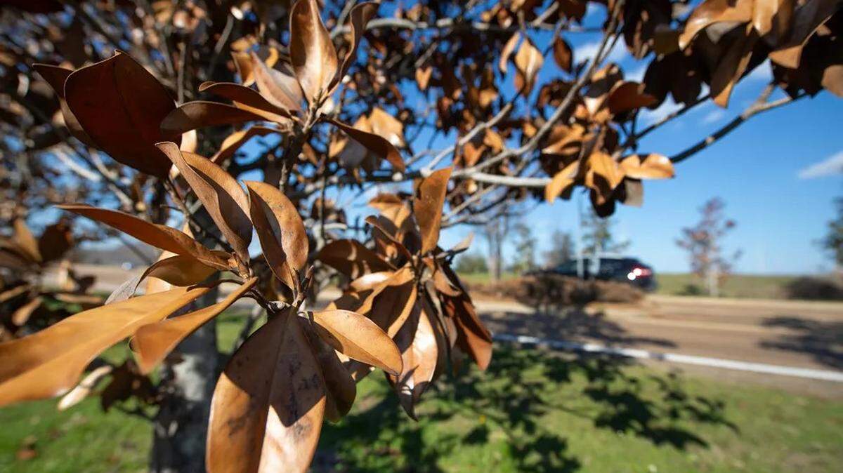 Dead magnoilia trees stand along Harbor Drive in Ridgeland earlier this year.
