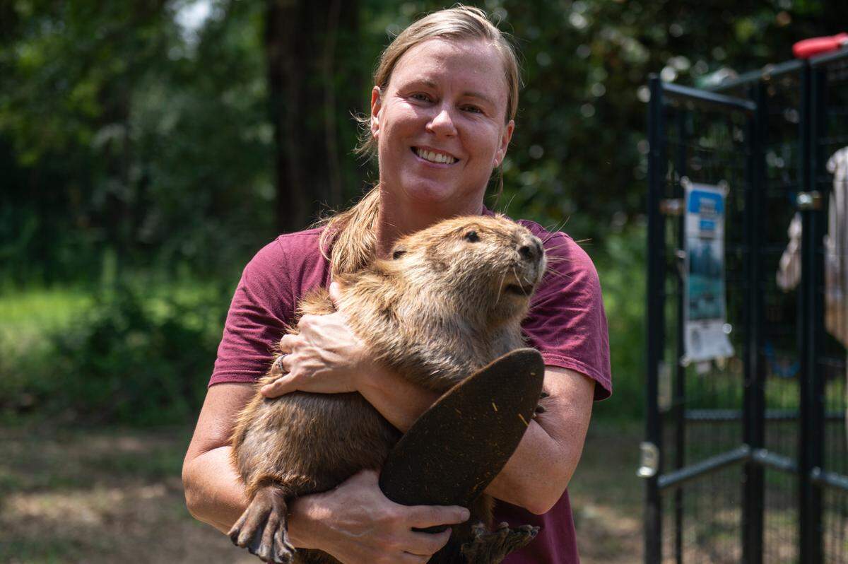 Holley Muraco, a marine mammal scientist and research professor at Mississippi State University, holds Tulip, one of the beavers being rehabilitated at Muraco’s property on Thursday, Aug. 15, 2024. Muraco is starting a nonprofit, Something Wild, to support beaver rehabilitation.