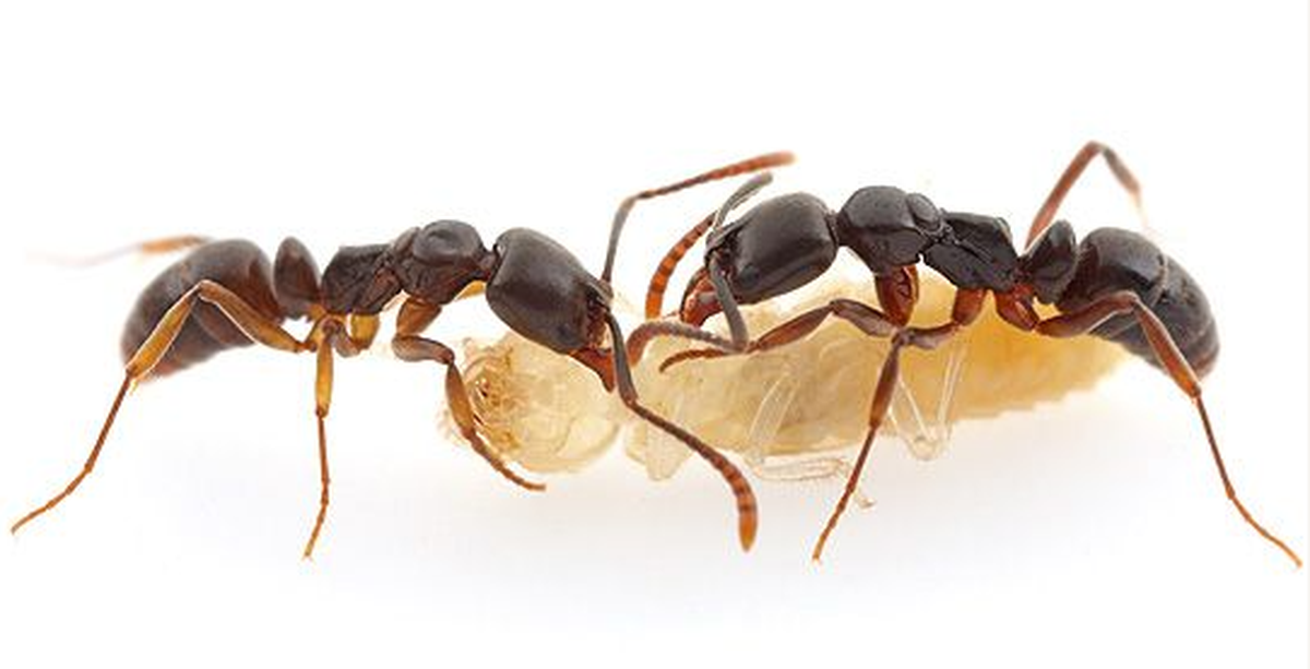 The invasive Asian needle ant is a non-aggressive species, but will sting if it feels threatened or trapped.