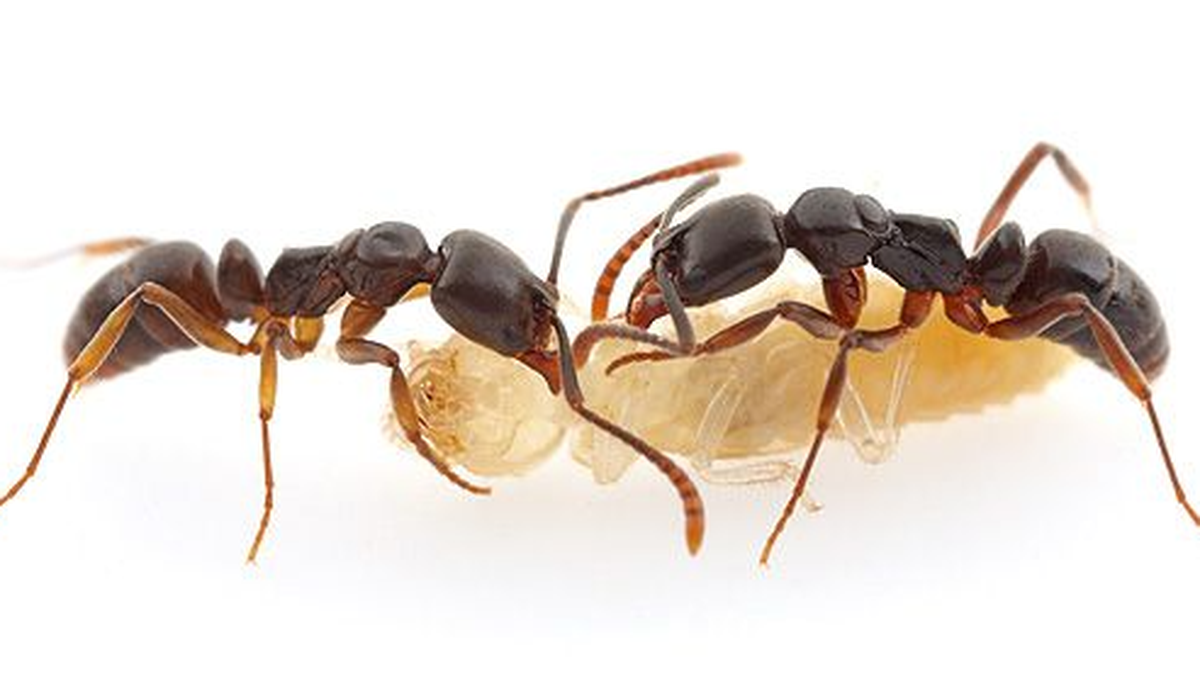 The invasive Asian needle ant is a non-aggressive species, but will sting if it feels threatened or trapped. 