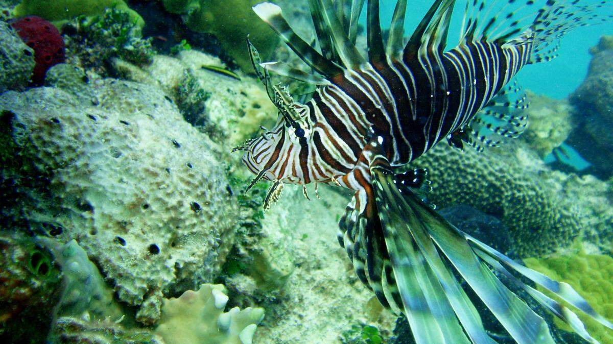Lionfish, like this one spotted in the Bahamas, are a carnivorous, non-native predatory fish that damage coral reefs and can decimate native fish populations. (Cammy Clark/Miami Herald/MCT)