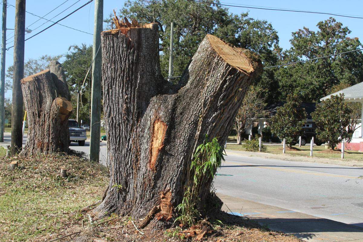 The city ordered removal of two Live oaks on Howard Avenue at Ahern Drive for new utility lines and a road realignmnet to straighten out a curve. Two red cedars and two water oaks also were cut down.
