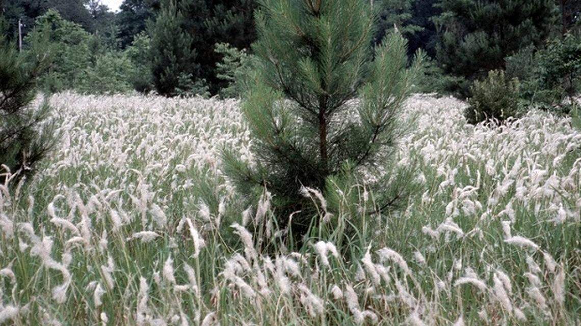 About 33 vendors in 17 states continue to sell cogongrass, a new study by the University of Massachusetts Amherst found.