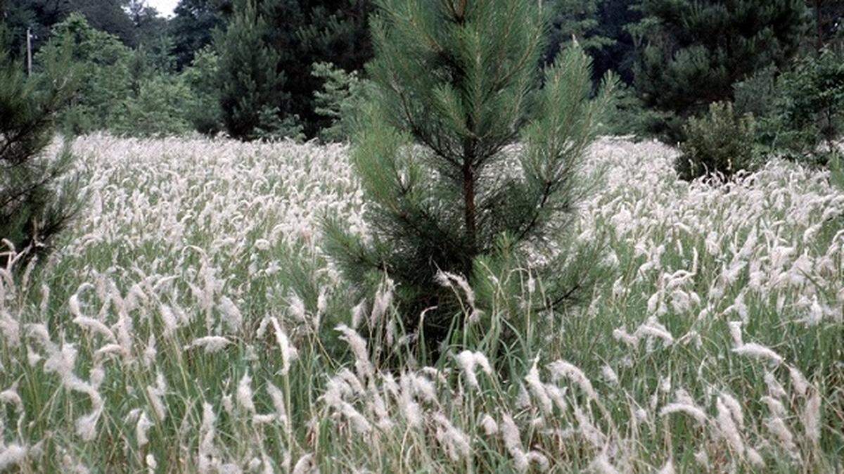 About 33 vendors in 17 states continue to sell cogongrass, a new study by the University of Massachusetts Amherst found.