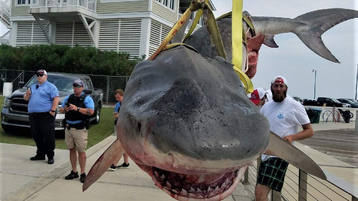 David Rogers brought in another tiger shark. A lot of anticipation, but it came in just under 500 pounds, good for second place so far at the Mississippi Deep Sea Fishing Rodeo in Gulfport.