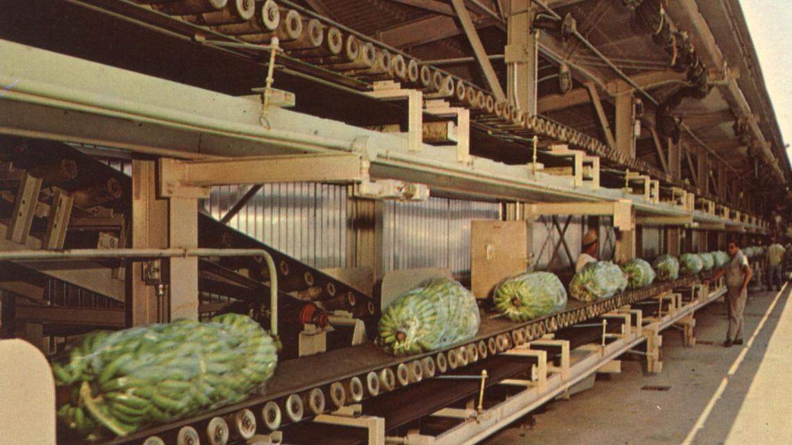 THE PAUL JERMYN COLLECTIONBy the 1960s, the Port of Gulfport had modernized, and conveyor belts were used to unload bananas from the boats.