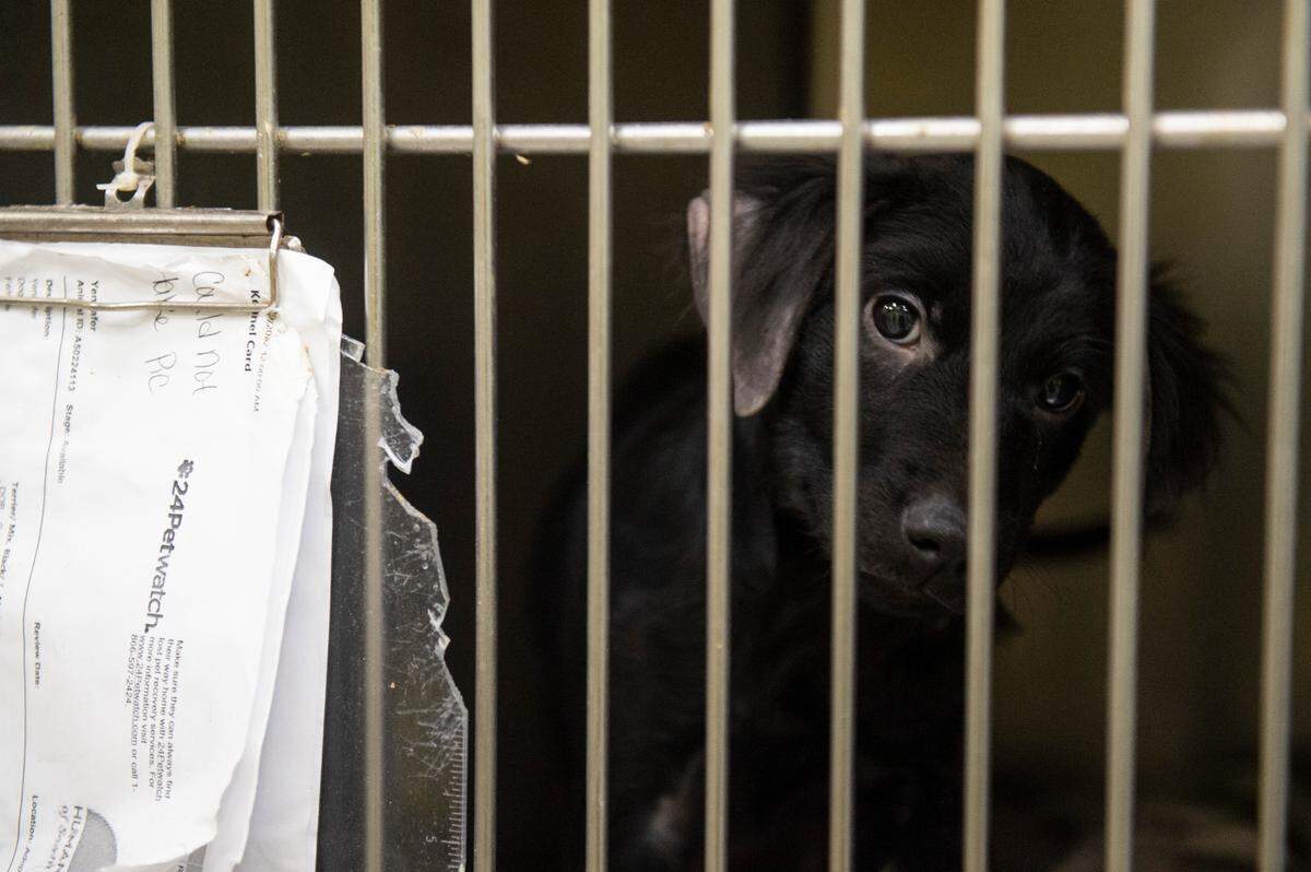 A puppy looks out from a kennel at the Humane Society of South Mississippi in Gulfport on Thursday, July 7, 2022.
