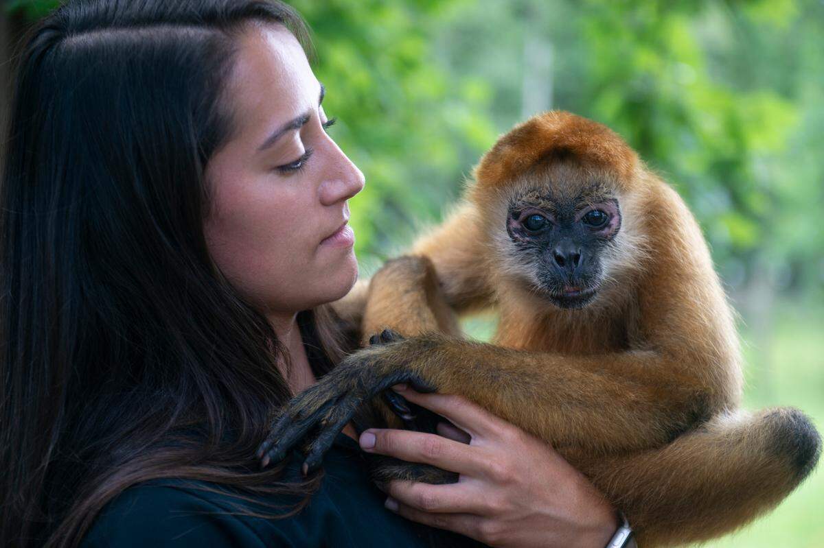Bre Anderson, staff manager at Wild Acres, holds Kiki, a spider monkey, outside his enclosure at Wild Acres in McHenry on Thursday, July 6, 2023.