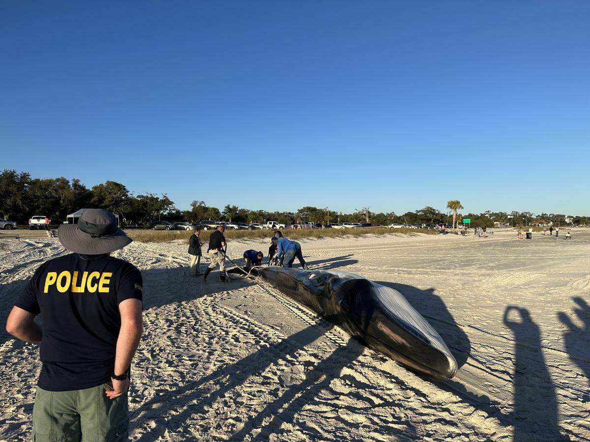 Team members interacting with the fin whale carcass discovered in Pass Christian after it has been hauled ashore.