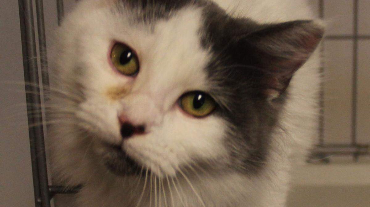 Fluffy, a 1-year-old female cat, is a rescue through the Stone County SPCA and is available for adoption at PetSmart D'Iberville along with other cats and kittens. The Stone County SPCA is at 1989 Hwy. 26 West, Wiggins. The phone number is 601-928-1930, and hours of operation are 9 a.m. to 3 p.m. Monday through Saturday. Visit their website, stonecountyspca.org, to see all the animals available for adoption. General guideline for adoption rates: cats are $35, kittens $60, puppies and small dogs are $80, large dogs are $60.