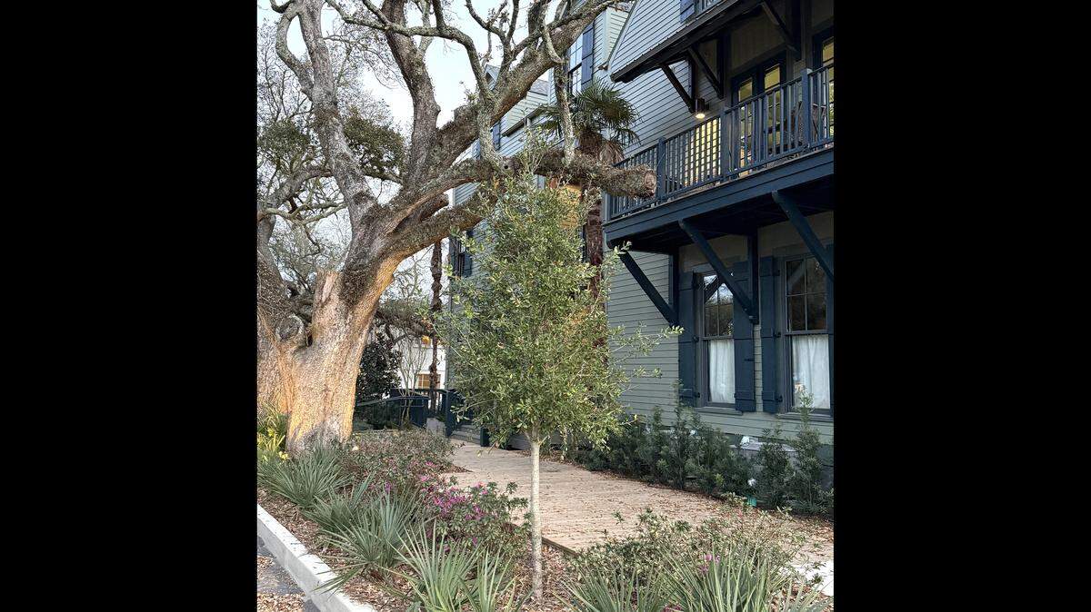 Ocean Springs loves its trees, and the owners of The Pullman House planted this small live oak to replace one that was struck by lightning in the 1980s. This is a succession oak to one day replace the legacy oak.