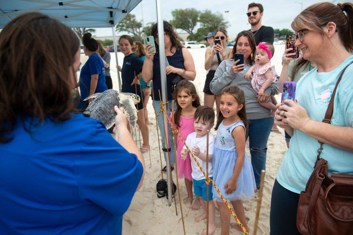 Dr. Alexa Delaune, Vice President of Veterinary Services and Research for the Mississippi Aquarium, shows off a Kemp’s Ridley sea turtle to onlookers before its release back into the Mississippi Sound on Thursday, April 18, 2024. This year the Mississippi Aquarium rehabilitated 40 cold stunned Kemp’s Ridley sea turtles.
