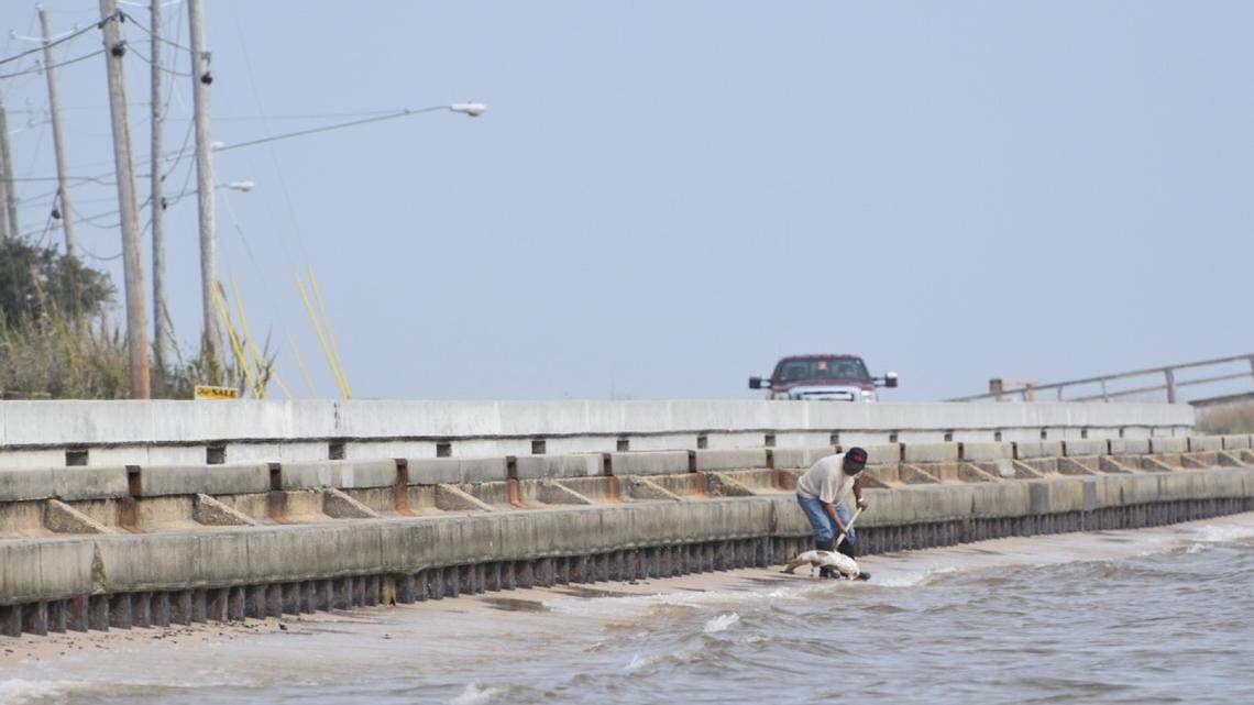 JENNIFER LENAIN/SUN HERALD 
 Land servicing crews picked up thousands of dead fish that washed ashore along the beach in Bay St. Louis and Waveland on Sunday, Dec. 27, 2015. The Mississippi Department of Marine Resources suspects the deaths are related to red tide algae that moved through the Mississippi Sound in early December.