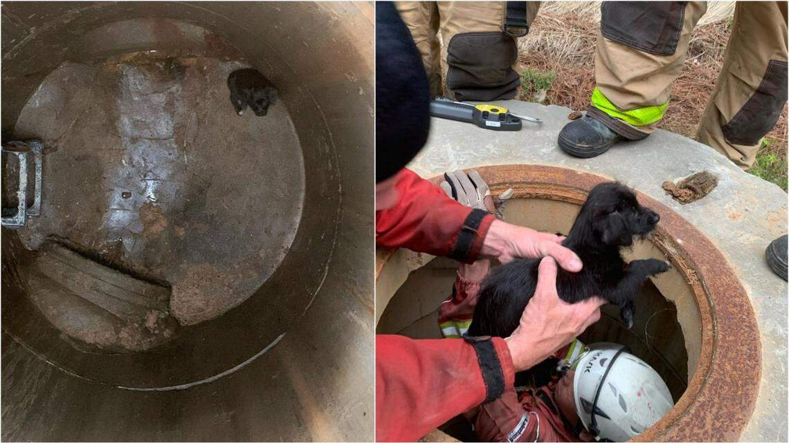 Fire rescue crews in Cobb County, Georgia, saved a small dog from a storm drain after it fell 15 feet, officials said. The dog wasn’t hurt.