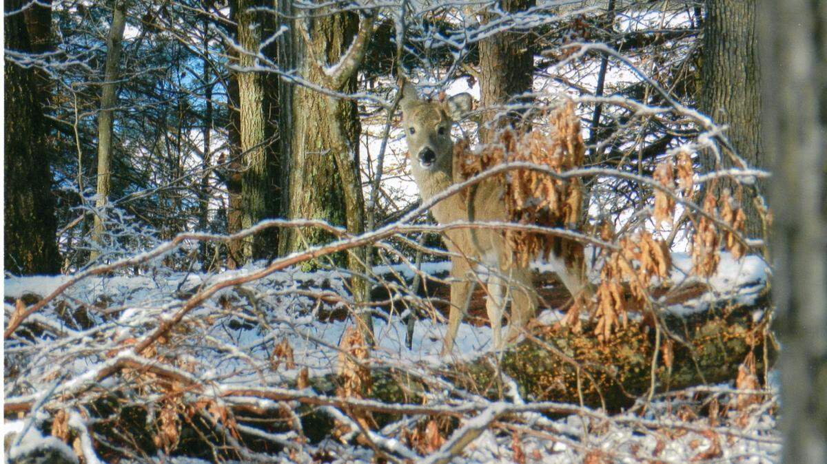 KAT BERGERON/SPECIAL TO THE SUN HERALDA young Virginia whitetail doe must be as prepared for copious amounts of snow as the humans.