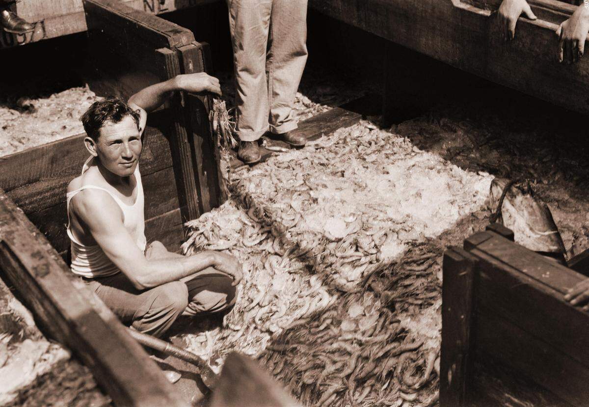 An unknown shrimper shows off his catch in Biloxi. The picture was most likely taken in the 1940s, when seafood was plentiful in the Mississippi Sound.
