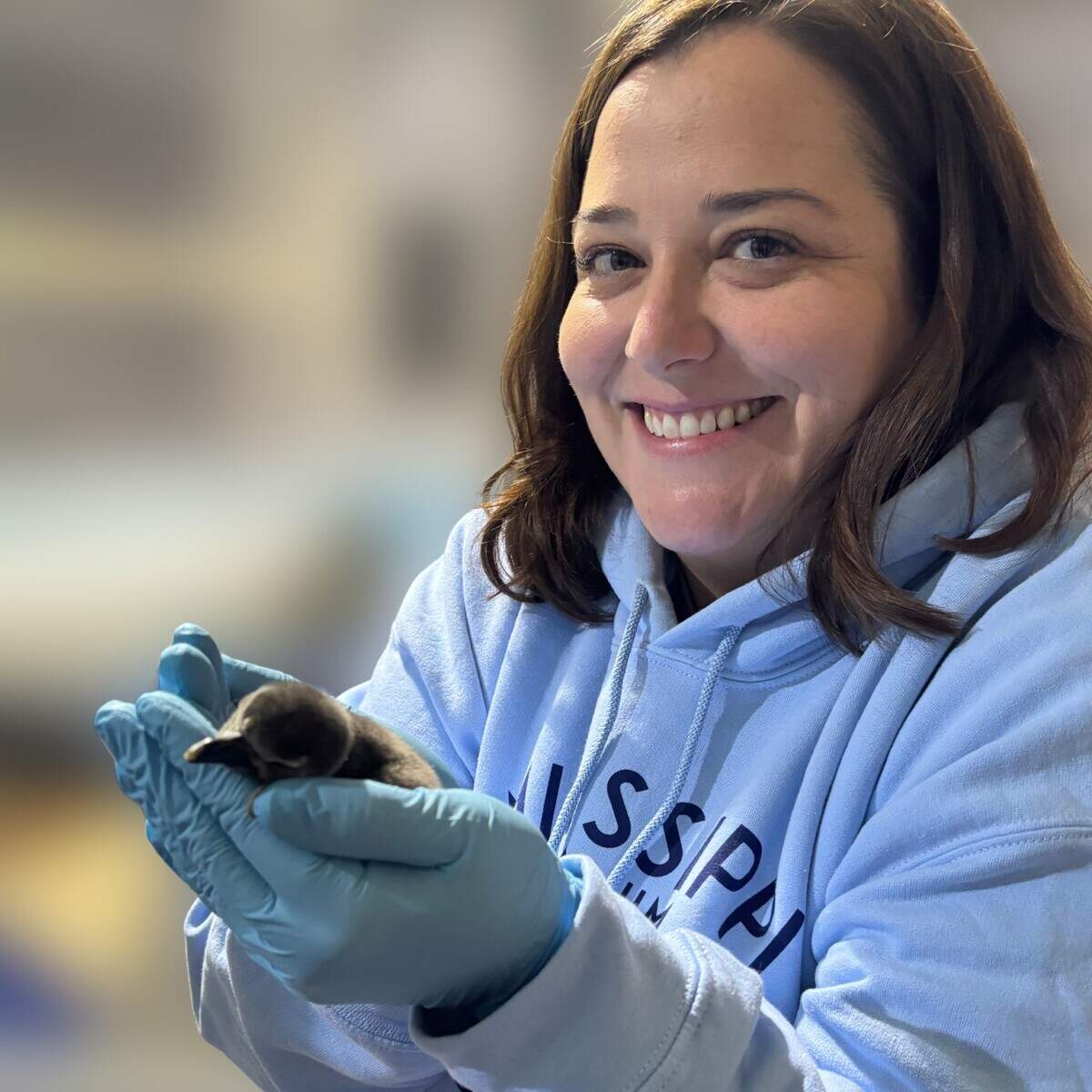 African Penguin Chick 1 receives a check-up by VP of Veterinary Services and Research at the Mississippi Aquarium, Dr. Alexa Delaune.