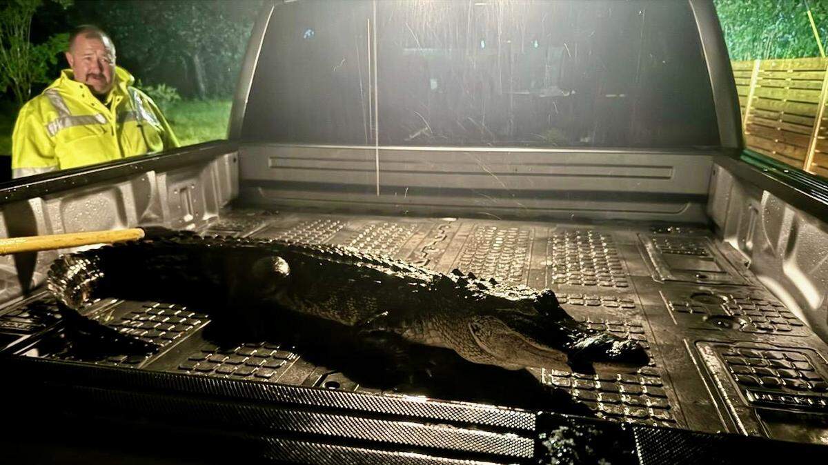 South MS firefighters wrestle washed up gator in Hurricane Francine. Here’s what happened