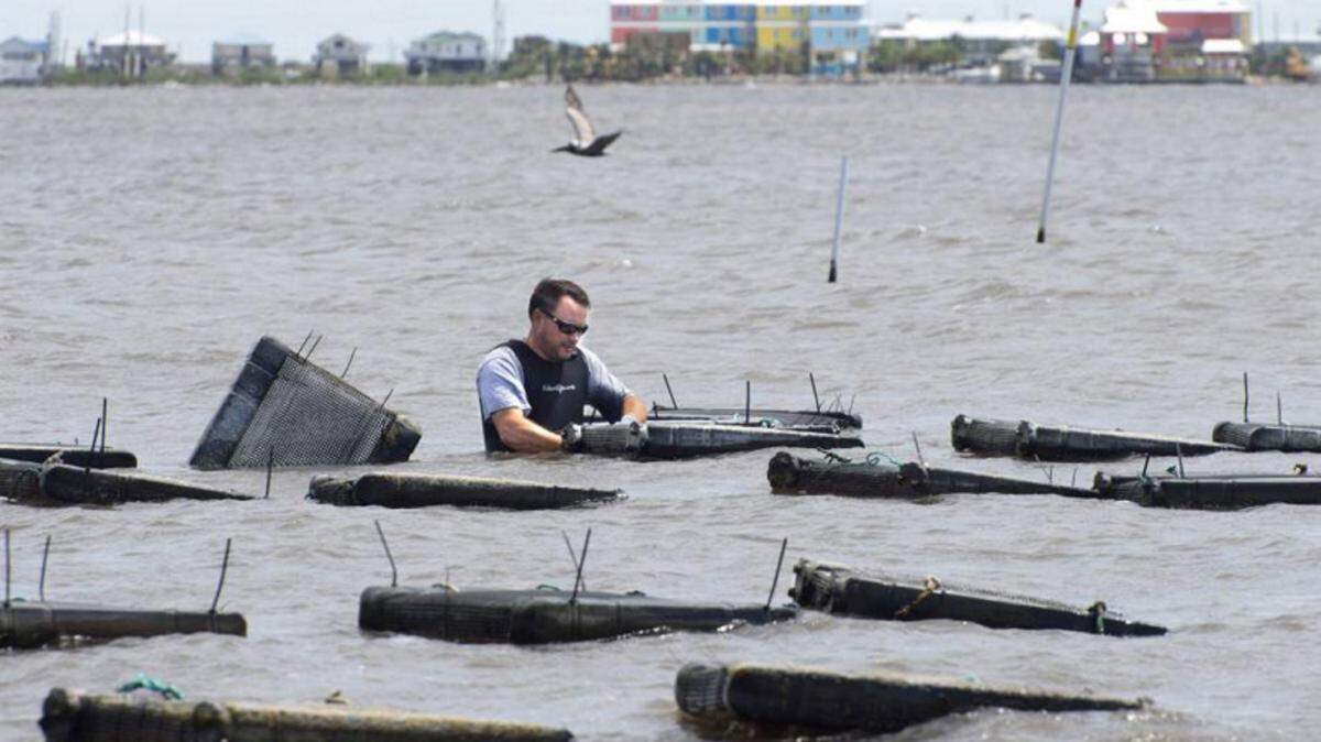 TRAVIS SPRADLING/THE ADVOCATE 
 LSU biology instructor Steve Pollock checks oysters growing in floating mesh bags in his family's Triple N Oyster Farm in Caminada Bay near Grand Isle, La.