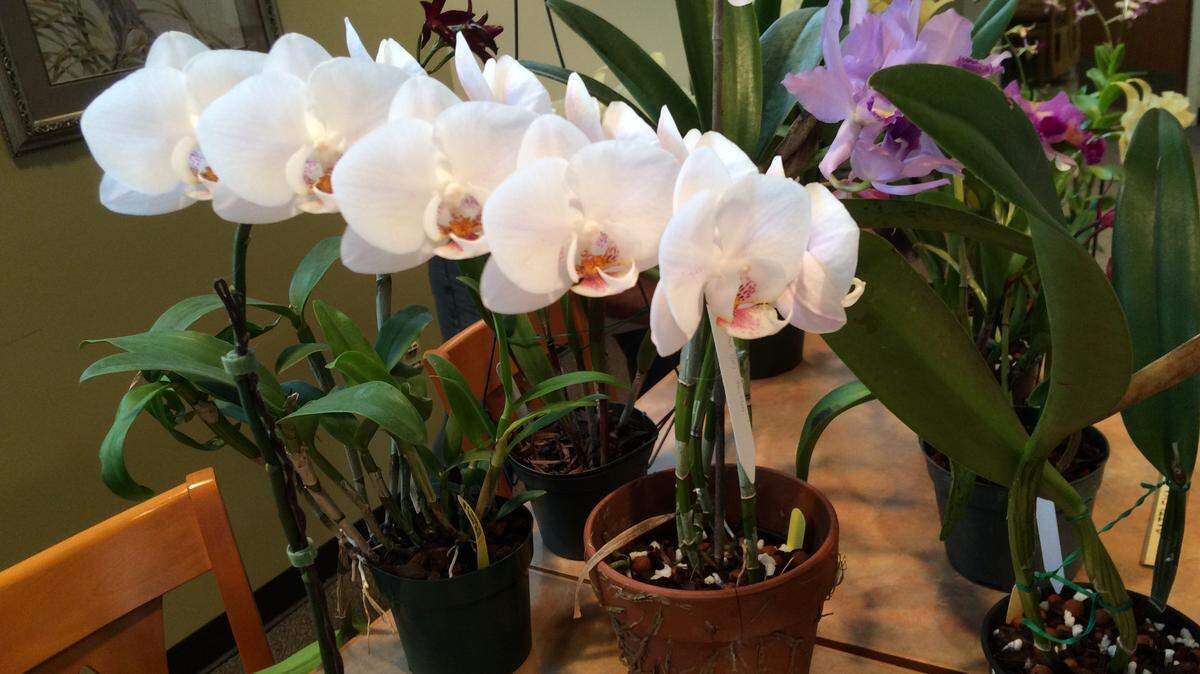 COURTESY MARILYN LADNERUniformity is important in orchids presented for judging in a show.