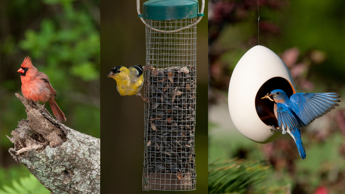 A Northern Cardinal, an American Goldfinch and an Eastern Bluebird are pictured, left to right, at a tube feeder.