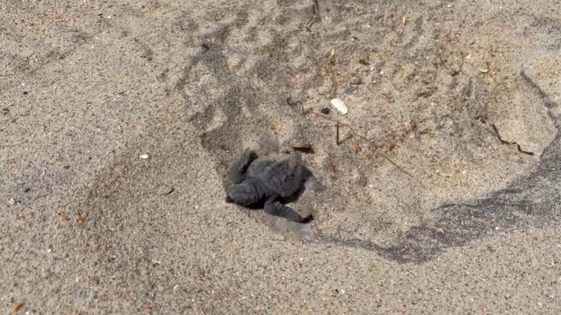 The Cape Hatteras National Seashore shared video of a baby sea turtle leaving its nest after hatching on a beach on North Carolina’s Outer Banks.