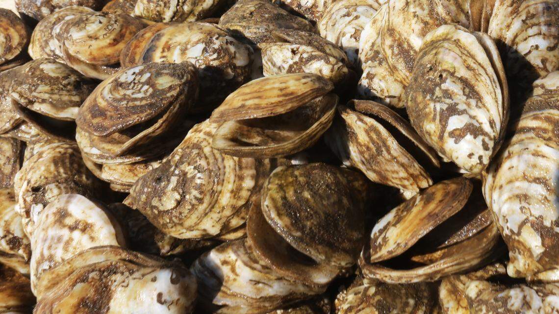 Readers views: Money will not restore the seafood industry + Ludicrous drug prices