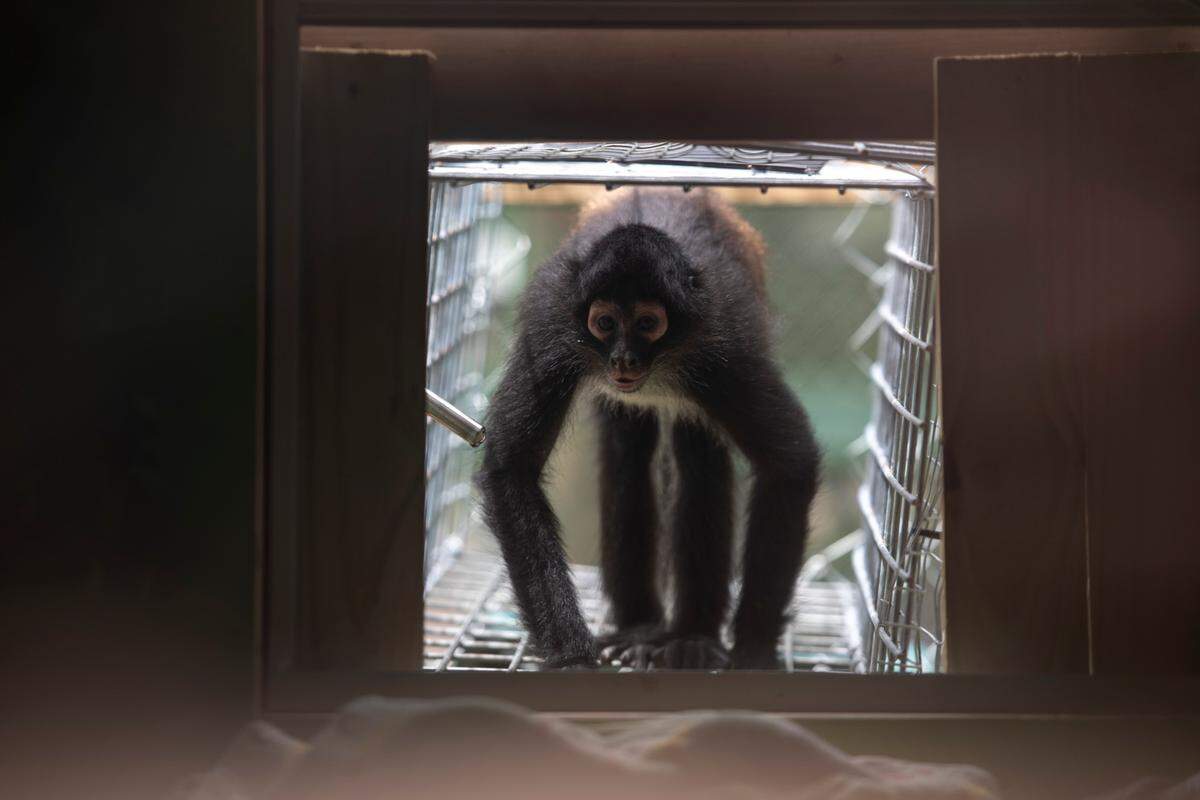 A spider monkey makes its way into the indoor enclosure at the Gulf Coast Primate Sanctuary in Perkinston on Thursday, May 1, 2025.