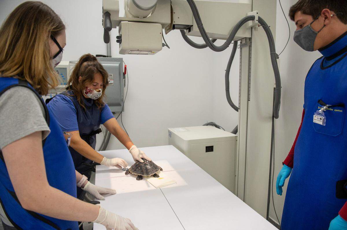 Kelsey Busboom, center, lines a turtle up for an x-ray at the Institute for Marine Mammal Studies in Gulfport on Monday, Dec. 20, 2021. Several x-rays are taken of the turtles, when they are brought in, from a high up angle, both side angles and a head on angle.