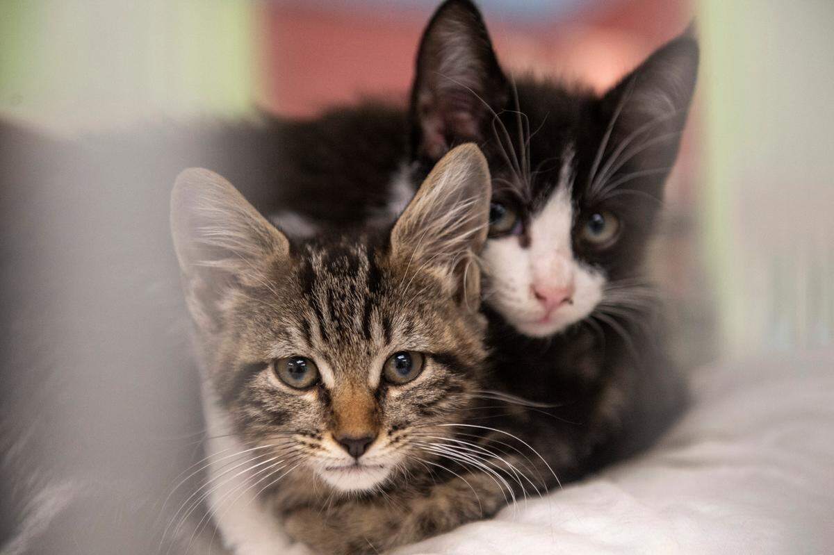 Two kittens cuddle together in their kennel at the Humane Society of South Mississippi in Gulfport on Thursday, July 7, 2022.