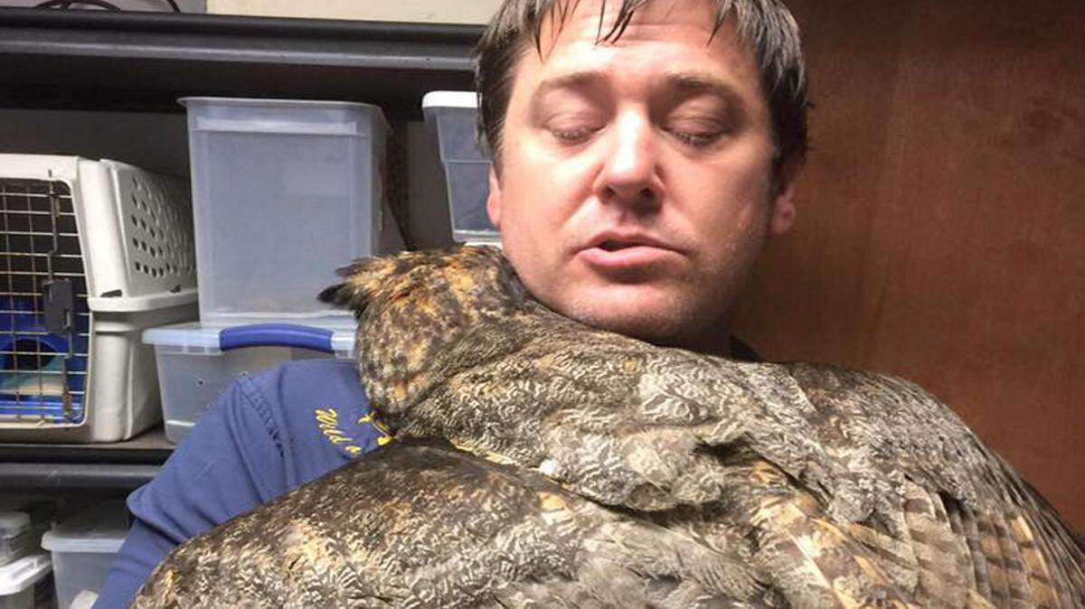 WILD AT HEART RESCUE 
 Gigi the great horned owl spread her wings and gave Douglas Pojeky a hug over the weekend in Vancleave. Pojeky has been working with the owl since she was brought in in May with a severe head injury.