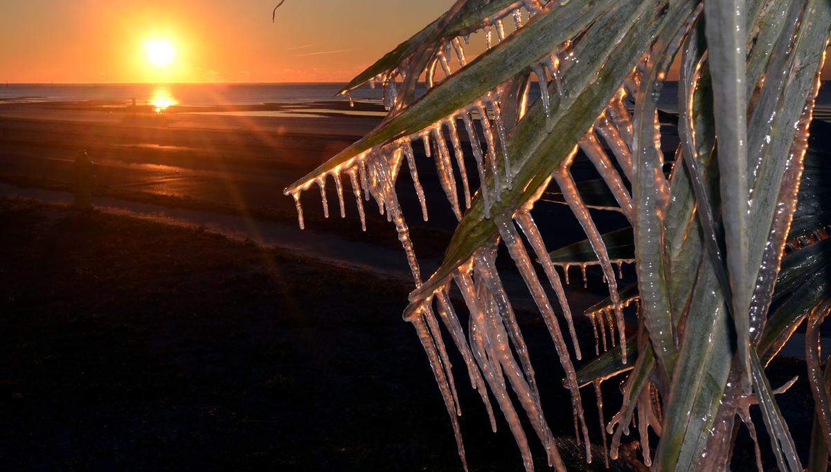 The sun rises over the Mississippi Sound as a plant covered with ice stand in the foreground in Biloxi, Thursday, Jan 8, 2015. Below-freezing temperatures return for Christmas week and wind chills will make it feel like it’s close to zero.