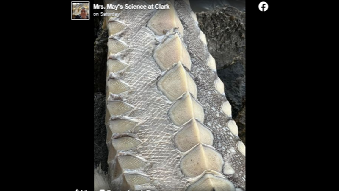 A middle school science teacher walking the shore of Alabama’s Mobile Bay found a large, menacing looking fish carcass that counts as “a living dinosaur,” according to the U.S. Fish and Wildlife Service.