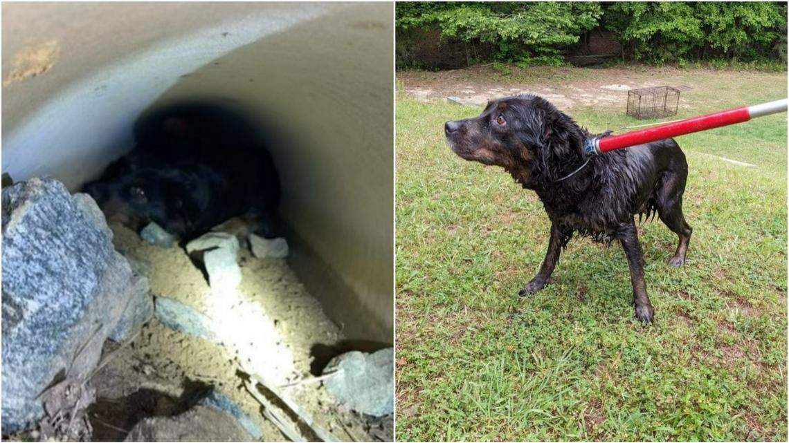A dog was rescued April 26 after becoming stuck inside a storm drain in Cobb County, Georgia, rescuers said.