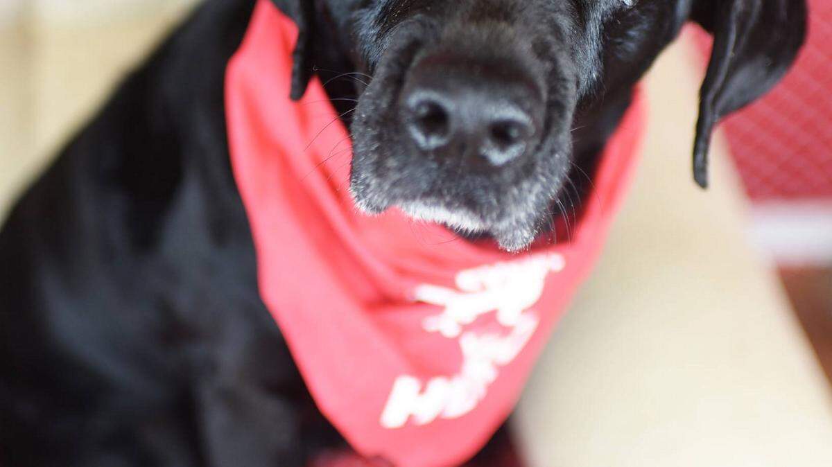 Midnight (31118799), a 4-year-old neutered male retriever Labrador mix and a Lonely Heart, is the featured pet of the week for the Humane Society of South Mississippi, 2615 U.S. 49, Gulfport. For details about adopting a pet, call 863-3354 or check out hssm.org. All animals adopted through HSSM are spayed/neutered, given shots and are microchipped. Other pets are also available at the Hancock County Animal Shelter, 7175 Texas Flat Road, Kiln, 466-4516, or the Jackson County Animal Shelter, 4400 Audubon Drive, Gautier, 497-6350. Contact each shelter for adoption fees.