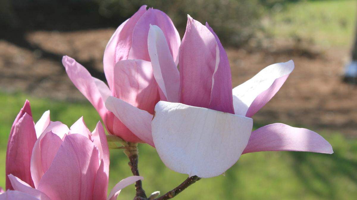 GARY BACHMAN/MISSISSIPPI STATE UNIVERSITY EXTENSIONSome saucer magnolias can have blooms up to 10 inches across, with colors ranging from white and pink to a bold purple.
