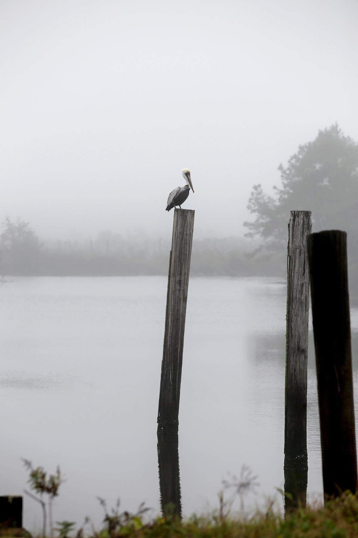 There are very few pelicans on the Coast during summer months.