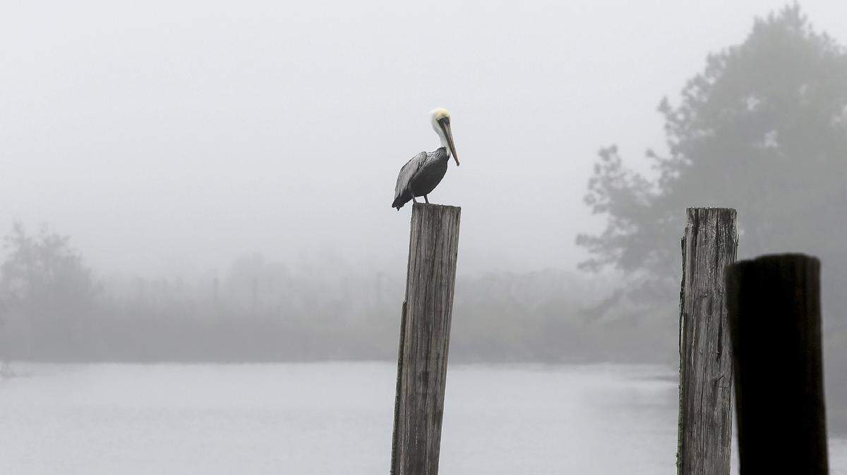 A pelican on the Mississippi Coast in 2015.