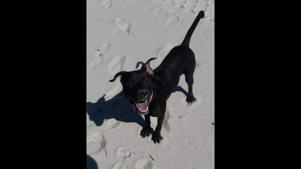 Sadie, a mixed-breed puppy that belonged to Broadway Inn Express motel property manager, Laura Lehman, ran off when a gunman opened fire Wednesday, killing Laura Lehman. Her daughter, Brittany Lehman, used social media to ask for help finding Sadie and her wish came true when Sadie was found this week.