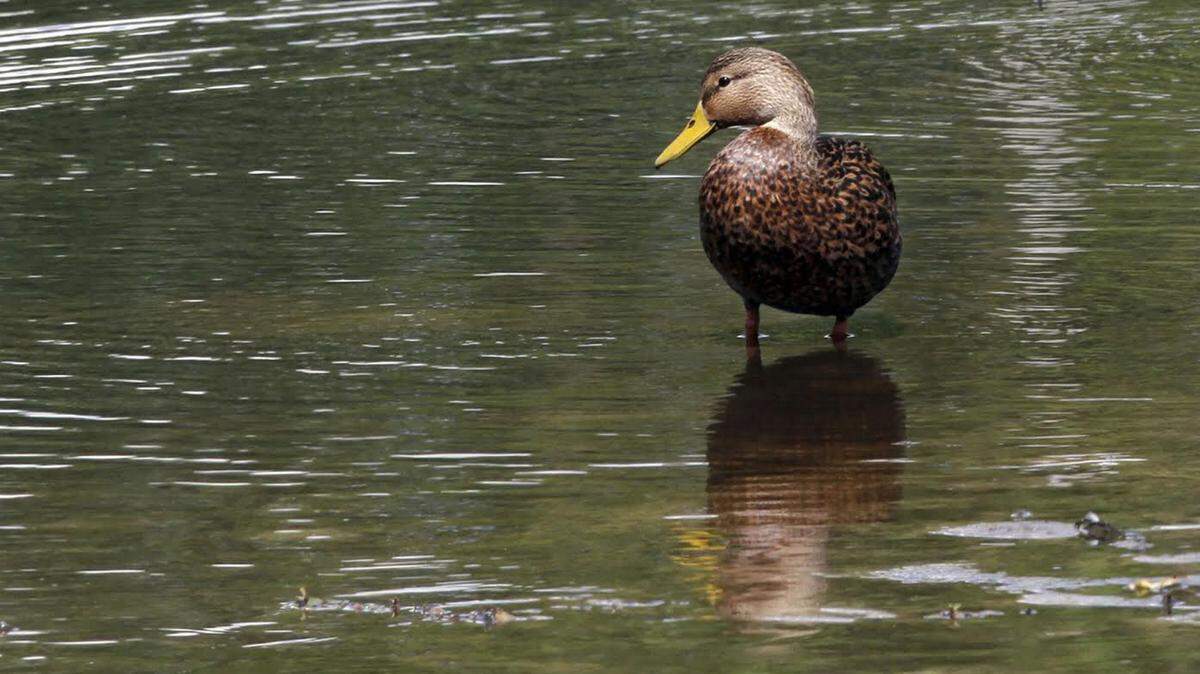 TIM ISBELL/SUN HERALD 
 A duck wades in shallow water at Hiller Park in BIloxi. The Statewide Duck season is Nov. 25-Nov. 27, Dec. 2- Dec. 4, and Dec. 7-Jan. 29.