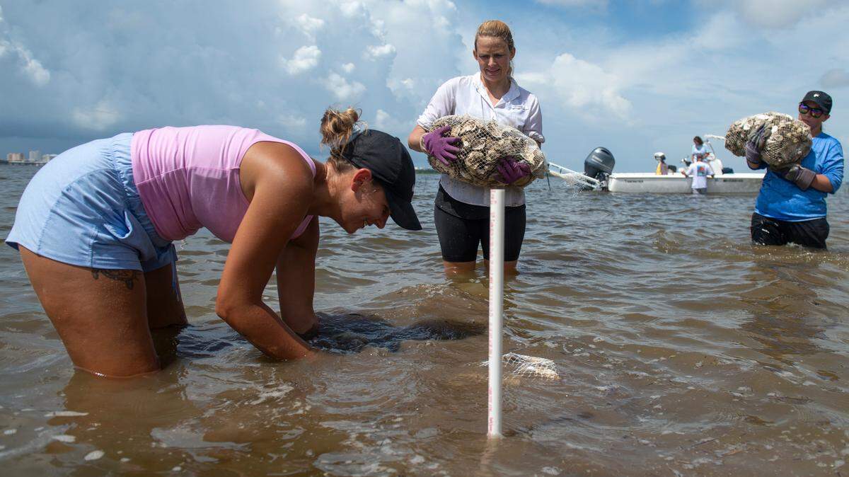 Ryleigh Sprague, Dr. Virginia Schweiss and Taylor Weynand place bags of oyster shells as a part of a project to create a living shoreline on private property in the Back Bay of Biloxi on Tuesday, July 23, 2024. The living shoreline, which is made up of oyster reefs, will help prevent erosion and provide numerous ecosystem services.