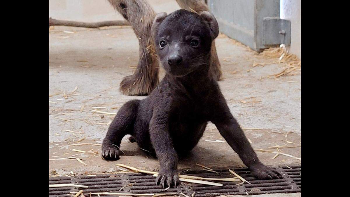 In this photo provided by the Hattiesburg Zoo, a spotted hyena born Oct. 17, 2022, to Niru and Pili, who are on exhibit at the Hattiesburg Zoo in Hattiesburg, Miss., is shown. The pair were brought to the zoo for breeding and species conservation. (Hattiesburg Zoo via AP)