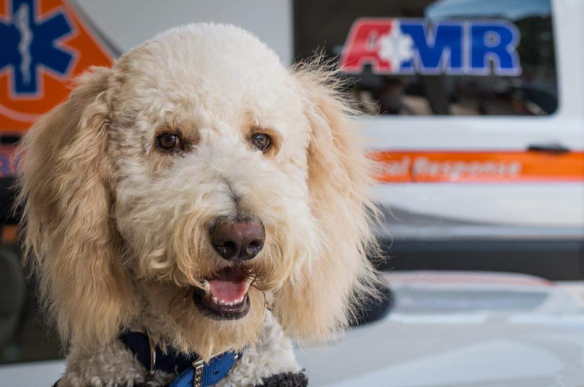 Tucker, an American Medical Response therapy dog on the Mississippi Coast, will serve as a “rufferee” at the college football national championship game between Georgia and Albama.