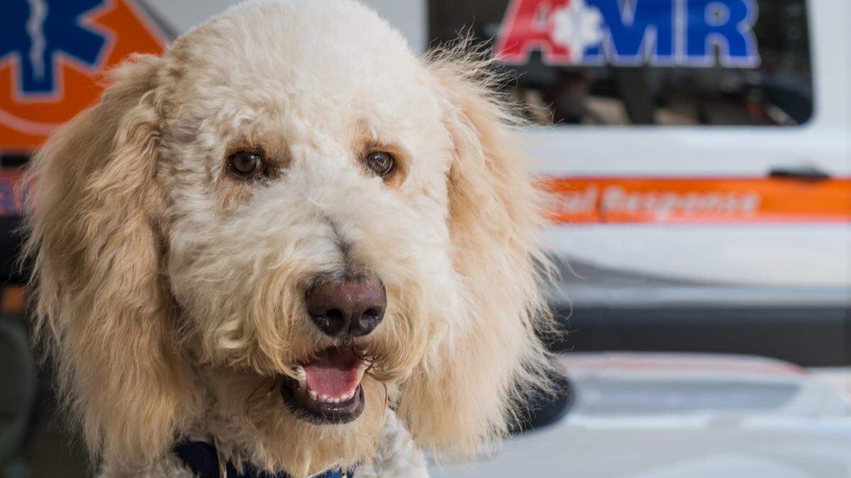 Tucker, an American Medical Response therapy dog on the Mississippi Coast, will serve as a “rufferee” at the college football national championship game between Georgia and Albama.