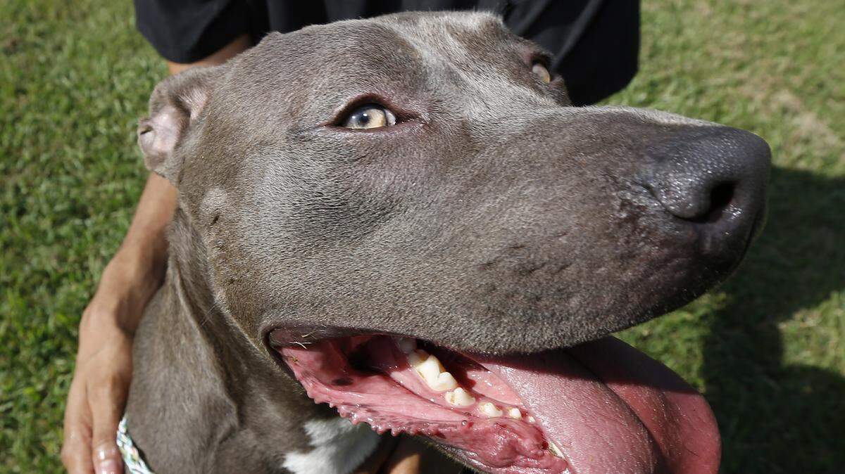 This is what a blue nose pit bull looks like, but it is not the same dog Gautier police are looking for after a horse was attacked Dec. 12, 2018.